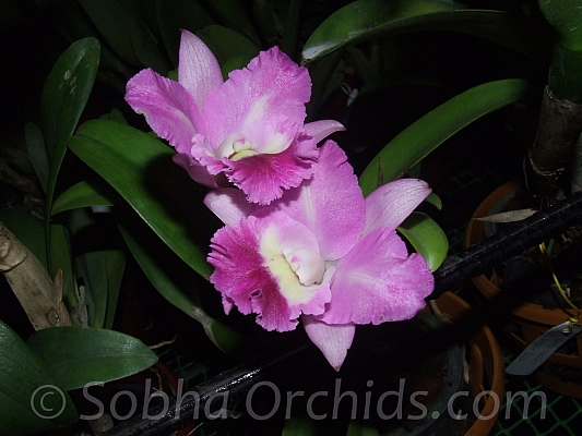 Cattleya Landate Irene